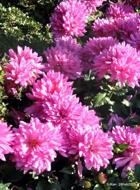 2025台北杜鵑花季系列(二) 大理花篇( Dahlia at Daan forest park), Taipei, Taiwan, SJKen , Feb 28, 2025.