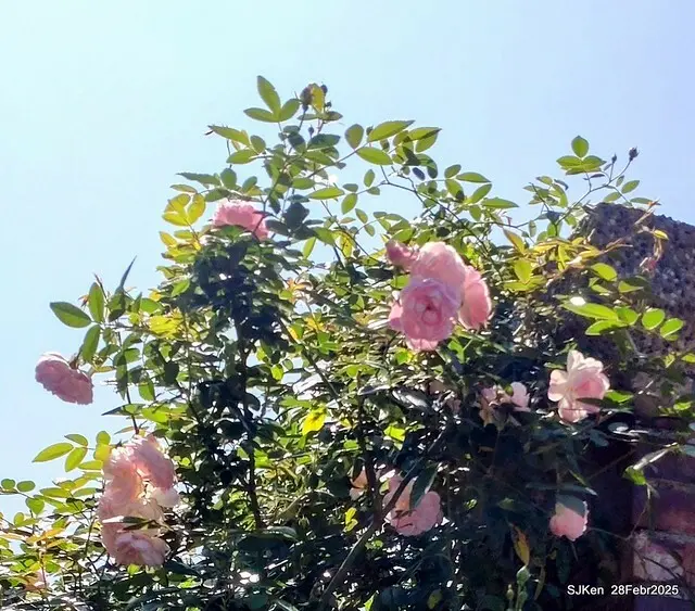 2025花博園區新生公園台北玫瑰園花展(2025 Annual Taipei Rose Garden festival), Mar 14 ~ Apr.13, 2025, Taipei, Taiwan, SJKen.