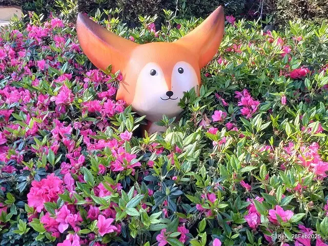 2025.02.28       2025 台北杜鵑花季--- 杜鵑花篇(2025 Tapei Azalea festival at Daan forest park), Taipei, Taiwan, Feb 28,2025, SJKen