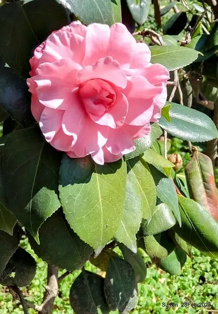 2025花博園區新生公園台北玫瑰園花展(2025 Annual Taipei Rose Garden festival), Mar 14 ~ Apr.13, 2025, Taipei, Taiwan, SJKen.