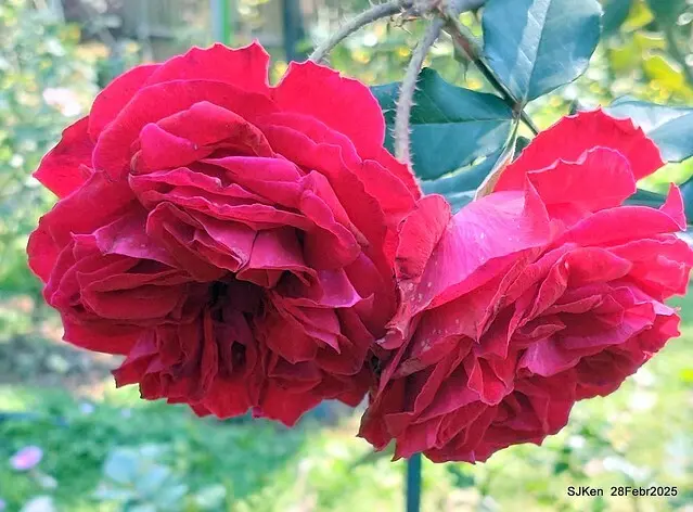 2025花博園區新生公園台北玫瑰園花展(2025 Annual Taipei Rose Garden festival), Mar 14 ~ Apr.13, 2025, Taipei, Taiwan, SJKen.