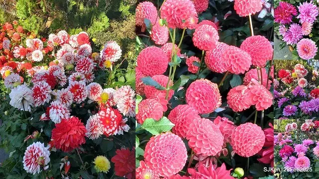2025台北杜鵑花季系列(二) 大理花篇( Dahlia at Daan forest park), Taipei, Taiwan, SJKen , Feb 28, 2025.