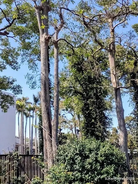 2025花博園區新生公園台北玫瑰園花展(2025 Annual Taipei Rose Garden festival), Mar 14 ~ Apr.13, 2025, Taipei, Taiwan, SJKen.