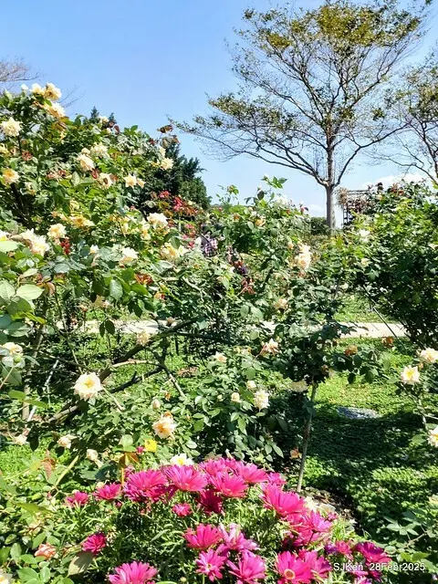 2025花博園區新生公園台北玫瑰園花展(2025 Annual Taipei Rose Garden festival), Mar 14 ~ Apr.13, 2025, Taipei, Taiwan, SJKen.