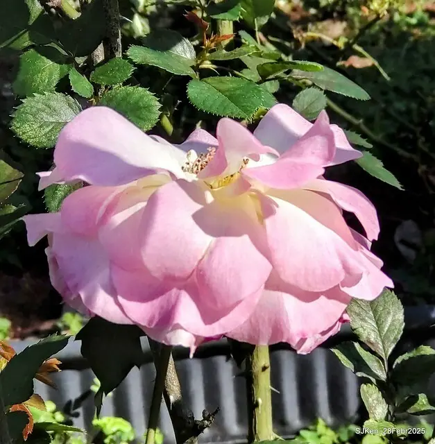 2025花博園區新生公園台北玫瑰園花展(2025 Annual Taipei Rose Garden festival), Mar 14 ~ Apr.13, 2025, Taipei, Taiwan, SJKen.