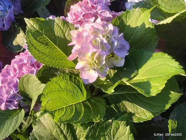 2025台北杜鵑花季「心花開、森不息」主題系列(三) 繡球花篇((Hydrangeas exhibition at Da-An forest park), Taipei,Taiwan, SJKen, Feb 28, 2025.