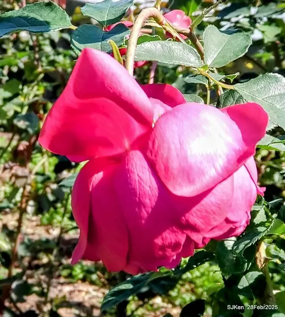 2025花博園區新生公園台北玫瑰園花展(2025 Annual Taipei Rose Garden festival), Mar 14 ~ Apr.13, 2025, Taipei, Taiwan, SJKen.