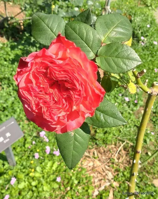 2025花博園區新生公園台北玫瑰園花展(2025 Annual Taipei Rose Garden festival), Mar 14 ~ Apr.13, 2025, Taipei, Taiwan, SJKen.