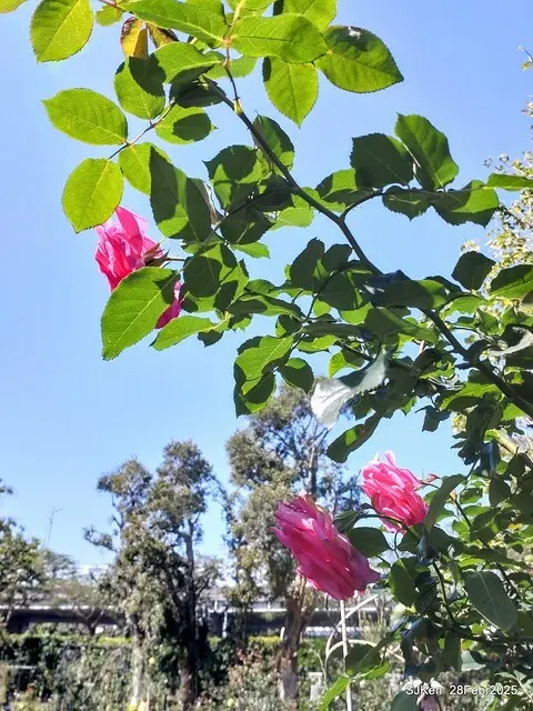 2025花博園區新生公園台北玫瑰園花展(2025 Annual Taipei Rose Garden festival), Mar 14 ~ Apr.13, 2025, Taipei, Taiwan, SJKen.