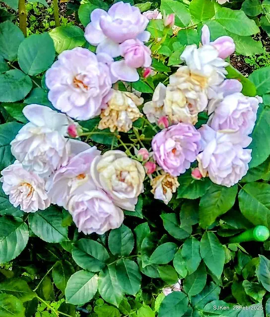 2025花博園區新生公園台北玫瑰園花展(2025 Annual Taipei Rose Garden festival), Mar 14 ~ Apr.13, 2025, Taipei, Taiwan, SJKen.