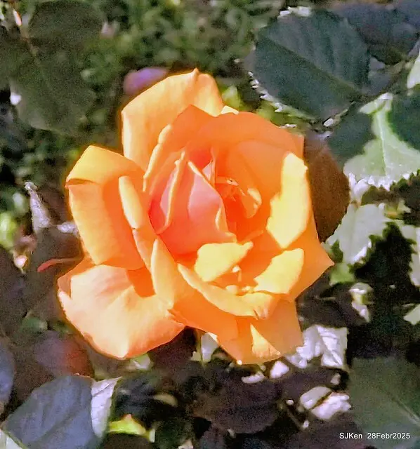 2025花博園區新生公園台北玫瑰園花展(2025 Annual Taipei Rose Garden festival), Mar 14 ~ Apr.13, 2025, Taipei, Taiwan, SJKen.