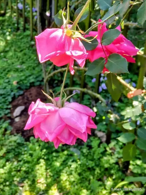 2025花博園區新生公園台北玫瑰園花展(2025 Annual Taipei Rose Garden festival), Mar 14 ~ Apr.13, 2025, Taipei, Taiwan, SJKen.