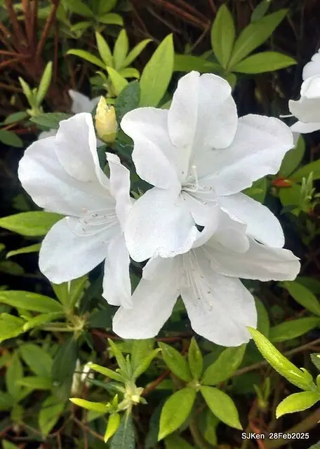 2025.02.28       2025 台北杜鵑花季--- 杜鵑花篇(2025 Tapei Azalea festival at Daan forest park), Taipei, Taiwan, Feb 28,2025, SJKen