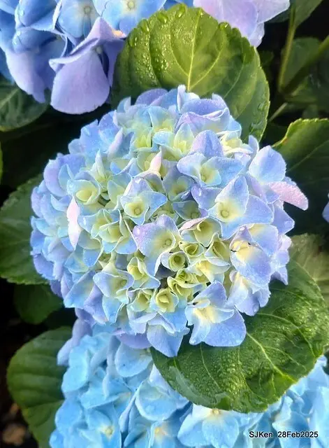 2025台北杜鵑花季「心花開、森不息」主題系列(三) 繡球花篇((Hydrangeas exhibition at Da-An forest park), Taipei,Taiwan, SJKen, Feb 28, 2025.