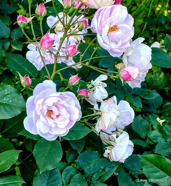 2025花博園區新生公園台北玫瑰園花展(2025 Annual Taipei Rose Garden festival), Mar 14 ~ Apr.13, 2025, Taipei, Taiwan, SJKen.