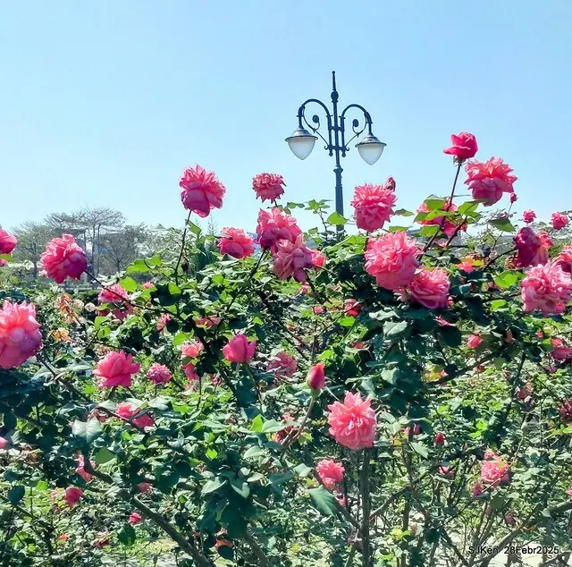 2025花博園區新生公園台北玫瑰園花展(2025 Annual Taipei Rose Garden festival), Mar 14 ~ Apr.13, 2025, Taipei, Taiwan, SJKen.
