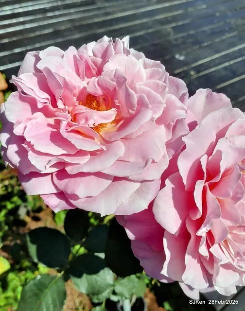 2025花博園區新生公園台北玫瑰園花展(2025 Annual Taipei Rose Garden festival), Mar 14 ~ Apr.13, 2025, Taipei, Taiwan, SJKen.