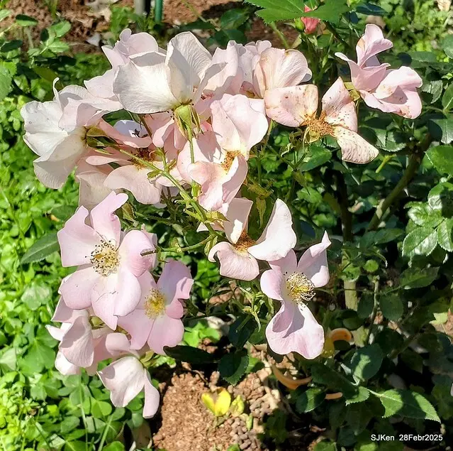 2025花博園區新生公園台北玫瑰園花展(2025 Annual Taipei Rose Garden festival), Mar 14 ~ Apr.13, 2025, Taipei, Taiwan, SJKen.