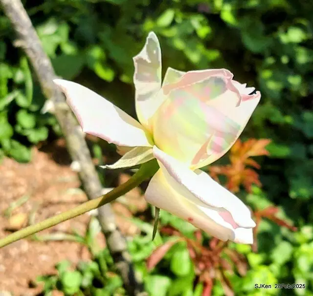 2025花博園區新生公園台北玫瑰園花展(2025 Annual Taipei Rose Garden festival), Mar 14 ~ Apr.13, 2025, Taipei, Taiwan, SJKen.