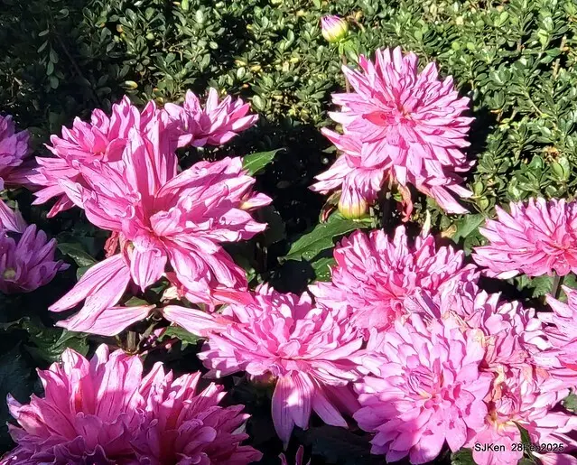 2025台北杜鵑花季系列(二) 大理花篇( Dahlia at Daan forest park), Taipei, Taiwan, SJKen , Feb 28, 2025.