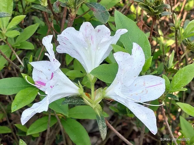 2025.02.28       2025 台北杜鵑花季--- 杜鵑花篇(2025 Tapei Azalea festival at Daan forest park), Taipei, Taiwan, Feb 28,2025, SJKen