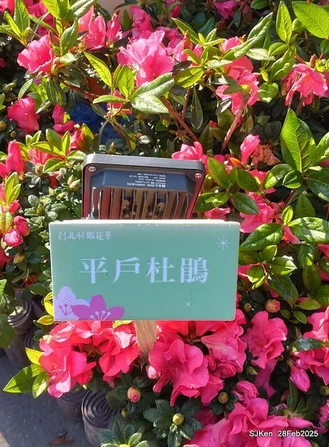 2025.02.28       2025 台北杜鵑花季--- 杜鵑花篇(2025 Tapei Azalea festival at Daan forest park), Taipei, Taiwan, Feb 28,2025, SJKen