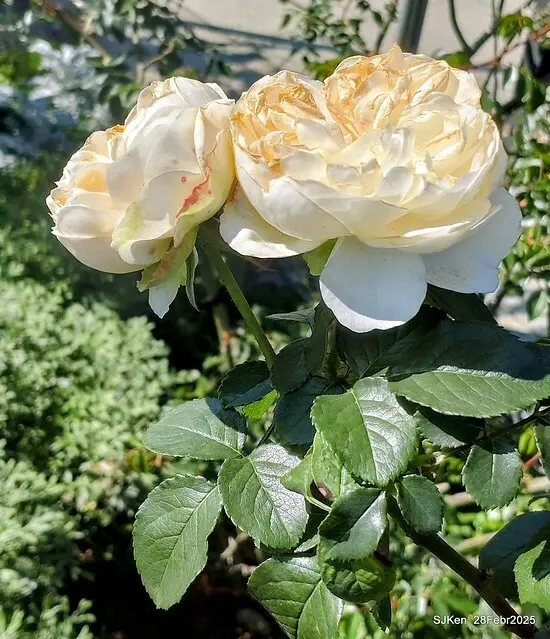 2025花博園區新生公園台北玫瑰園花展(2025 Annual Taipei Rose Garden festival), Mar 14 ~ Apr.13, 2025, Taipei, Taiwan, SJKen.