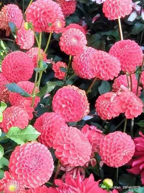 2025台北杜鵑花季系列(二) 大理花篇( Dahlia at Daan forest park), Taipei, Taiwan, SJKen , Feb 28, 2025.