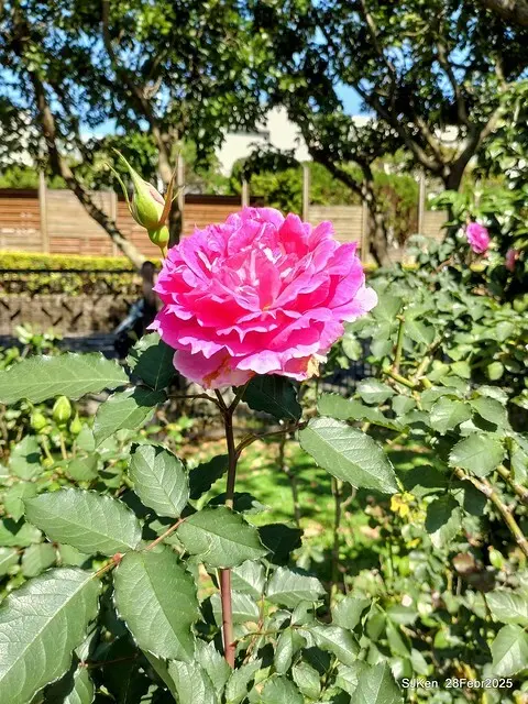 2025花博園區新生公園台北玫瑰園花展(2025 Annual Taipei Rose Garden festival), Mar 14 ~ Apr.13, 2025, Taipei, Taiwan, SJKen.