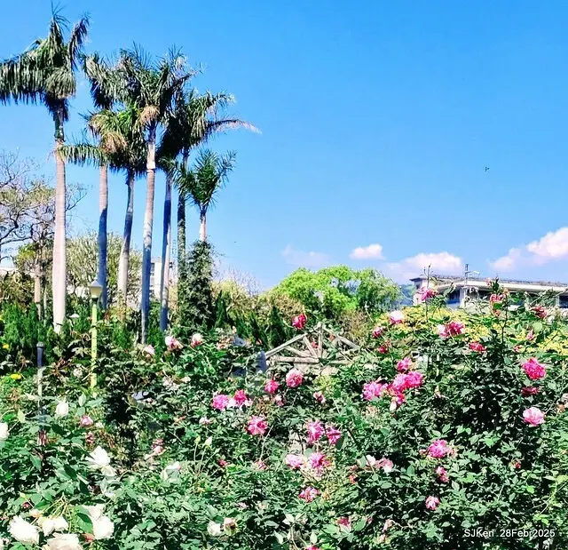 2025花博園區新生公園台北玫瑰園花展(2025 Annual Taipei Rose Garden festival), Mar 14 ~ Apr.13, 2025, Taipei, Taiwan, SJKen.