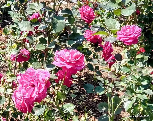 2025花博園區新生公園台北玫瑰園花展(2025 Annual Taipei Rose Garden festival), Mar 14 ~ Apr.13, 2025, Taipei, Taiwan, SJKen.