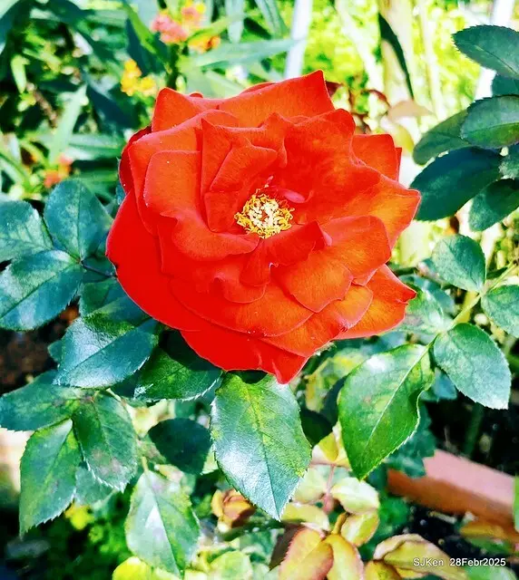 2025花博園區新生公園台北玫瑰園花展(2025 Annual Taipei Rose Garden festival), Mar 14 ~ Apr.13, 2025, Taipei, Taiwan, SJKen.