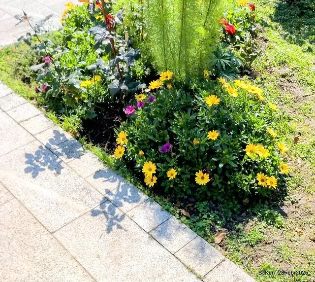 2025花博園區新生公園台北玫瑰園花展(2025 Annual Taipei Rose Garden festival), Mar 14 ~ Apr.13, 2025, Taipei, Taiwan, SJKen.