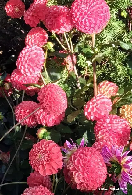 2025台北杜鵑花季系列(二) 大理花篇( Dahlia at Daan forest park), Taipei, Taiwan, SJKen , Feb 28, 2025.