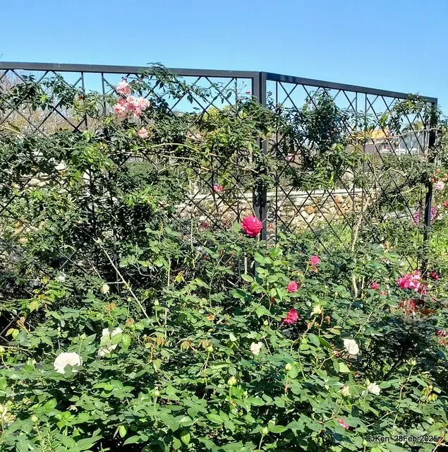 2025花博園區新生公園台北玫瑰園花展(2025 Annual Taipei Rose Garden festival), Mar 14 ~ Apr.13, 2025, Taipei, Taiwan, SJKen.