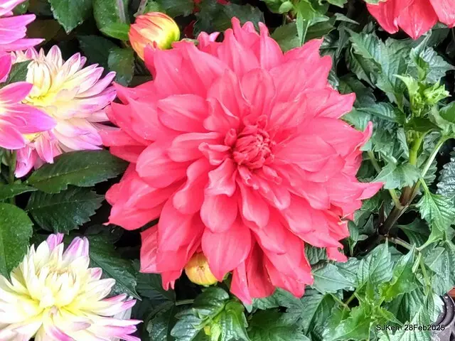 2025台北杜鵑花季系列(二) 大理花篇( Dahlia at Daan forest park), Taipei, Taiwan, SJKen , Feb 28, 2025.