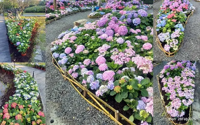 2025台北杜鵑花季「心花開、森不息」主題系列(三) 繡球花篇((Hydrangeas exhibition at Da-An forest park), Taipei,Taiwan, SJKen, Feb 28, 2025.