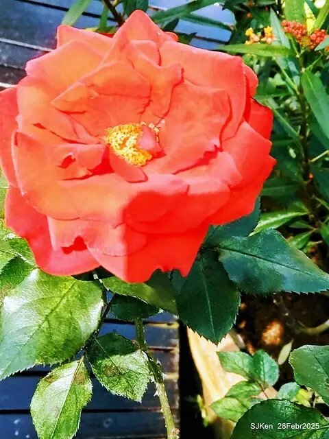 2025花博園區新生公園台北玫瑰園花展(2025 Annual Taipei Rose Garden festival), Mar 14 ~ Apr.13, 2025, Taipei, Taiwan, SJKen.