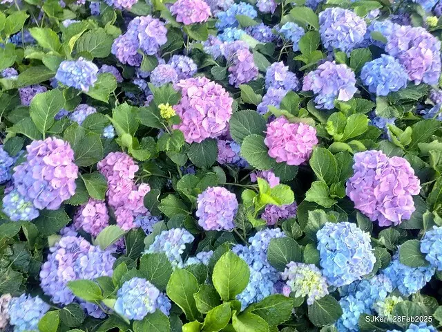 2025台北杜鵑花季「心花開、森不息」主題系列(三) 繡球花篇((Hydrangeas exhibition at Da-An forest park), Taipei,Taiwan, SJKen, Feb 28, 2025.