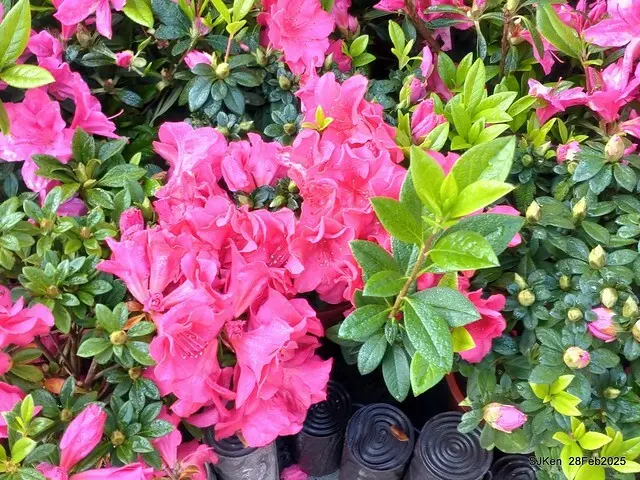 2025.02.28       2025 台北杜鵑花季--- 杜鵑花篇(2025 Tapei Azalea festival at Daan forest park), Taipei, Taiwan, Feb 28,2025, SJKen