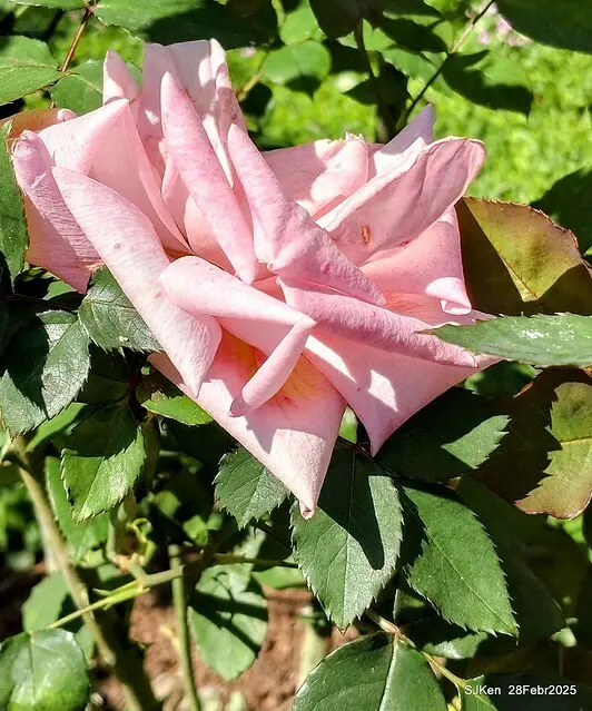 2025花博園區新生公園台北玫瑰園花展(2025 Annual Taipei Rose Garden festival), Mar 14 ~ Apr.13, 2025, Taipei, Taiwan, SJKen.