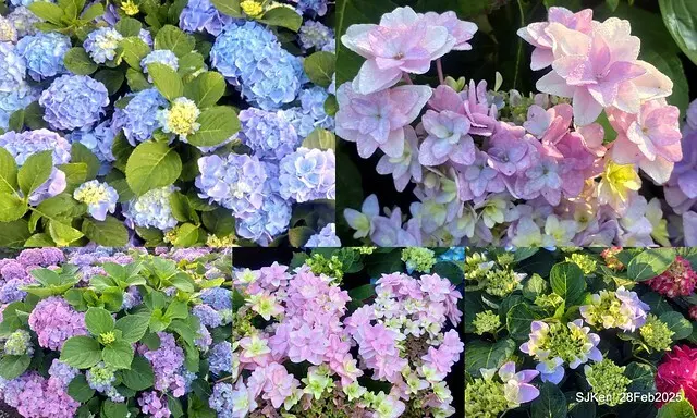 2025台北杜鵑花季「心花開、森不息」主題系列(三) 繡球花篇((Hydrangeas exhibition at Da-An forest park), Taipei,Taiwan, SJKen, Feb 28, 2025.