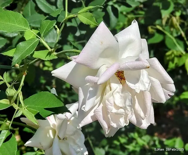 2025花博園區新生公園台北玫瑰園花展(2025 Annual Taipei Rose Garden festival), Mar 14 ~ Apr.13, 2025, Taipei, Taiwan, SJKen.