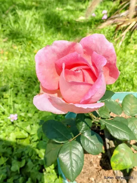 2025花博園區新生公園台北玫瑰園花展(2025 Annual Taipei Rose Garden festival), Mar 14 ~ Apr.13, 2025, Taipei, Taiwan, SJKen.