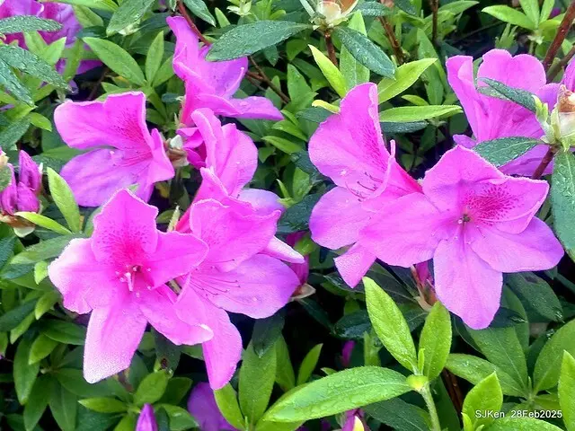 2025.02.28       2025 台北杜鵑花季--- 杜鵑花篇(2025 Tapei Azalea festival at Daan forest park), Taipei, Taiwan, Feb 28,2025, SJKen