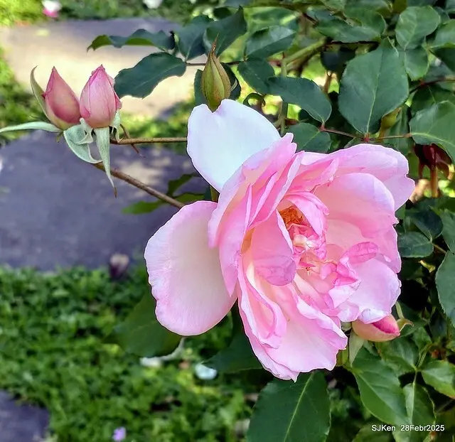 2025花博園區新生公園台北玫瑰園花展(2025 Annual Taipei Rose Garden festival), Mar 14 ~ Apr.13, 2025, Taipei, Taiwan, SJKen.