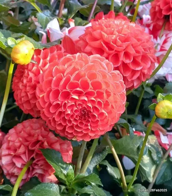 2025台北杜鵑花季系列(二) 大理花篇( Dahlia at Daan forest park), Taipei, Taiwan, SJKen , Feb 28, 2025.