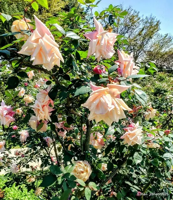 2025花博園區新生公園台北玫瑰園花展(2025 Annual Taipei Rose Garden festival), Mar 14 ~ Apr.13, 2025, Taipei, Taiwan, SJKen.