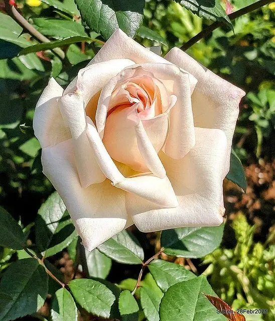 2025花博園區新生公園台北玫瑰園花展(2025 Annual Taipei Rose Garden festival), Mar 14 ~ Apr.13, 2025, Taipei, Taiwan, SJKen.