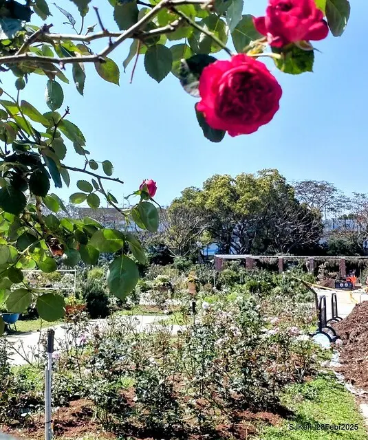 2025花博園區新生公園台北玫瑰園花展(2025 Annual Taipei Rose Garden festival), Mar 14 ~ Apr.13, 2025, Taipei, Taiwan, SJKen.